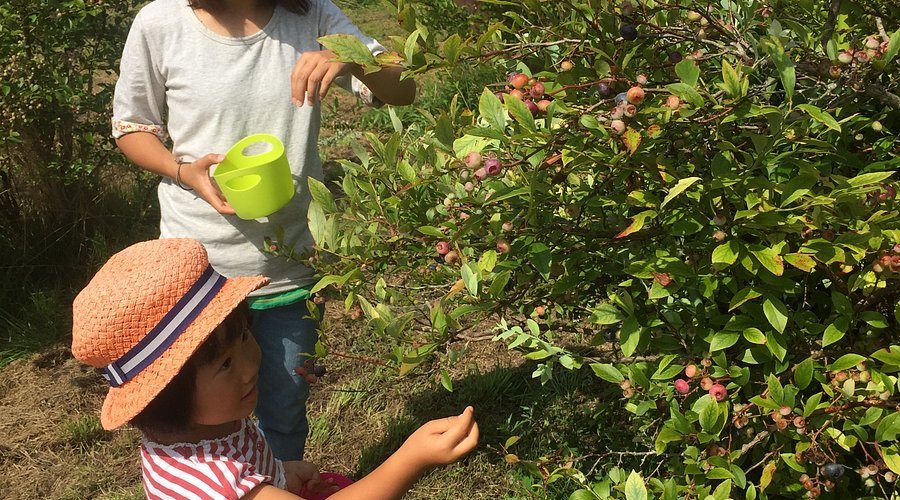 🌿 히루젠 허브 가든 허빌 이미지 9